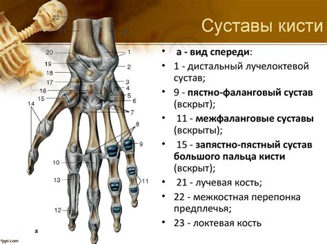 Болезненные суставы фаланг пальцев - причины и лечение